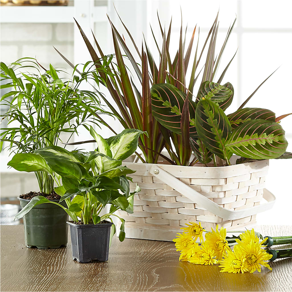Florist Designed Blooming and Green Plants in a Basket – Mulberry Florist And Gift Shop, Elizabethtown KY