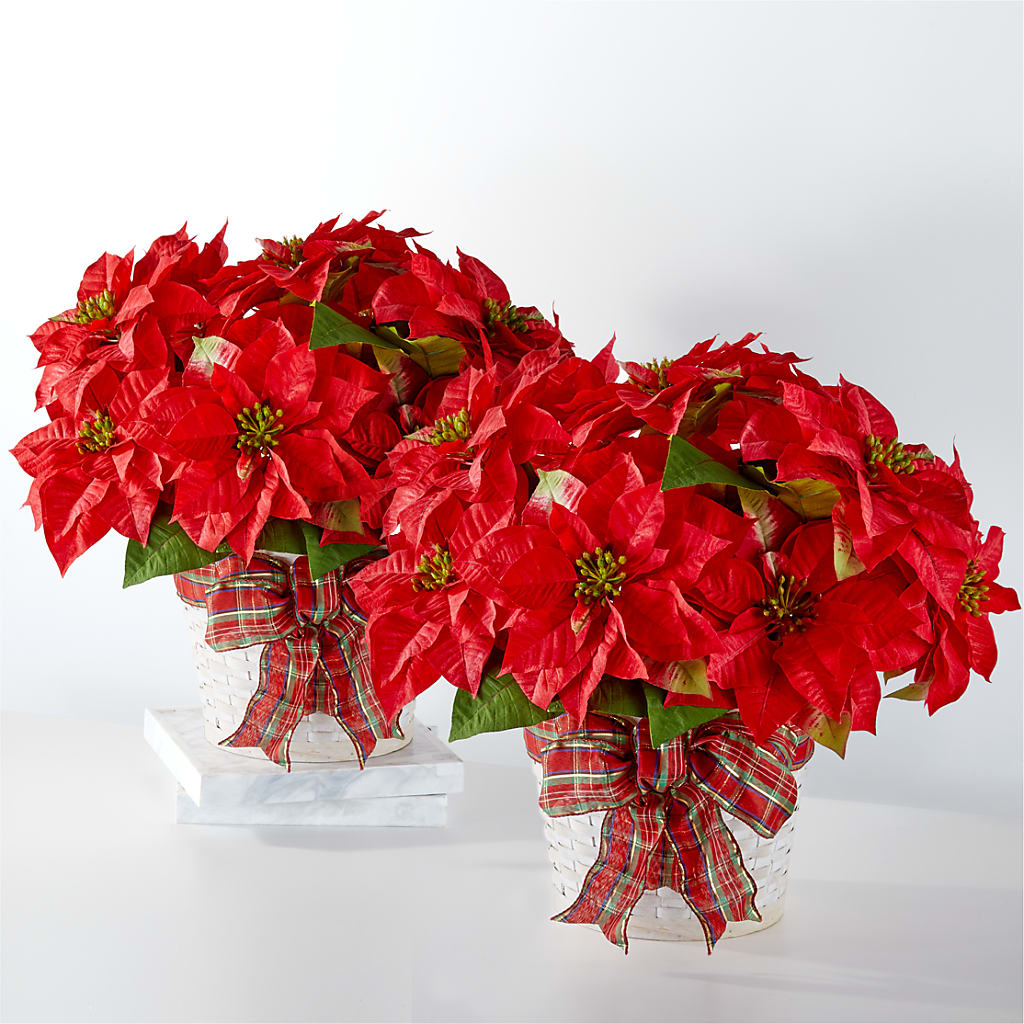 Happiest Holidays Poinsettia Bundle – Mulberry Florist And Gift Shop, Elizabethtown KY