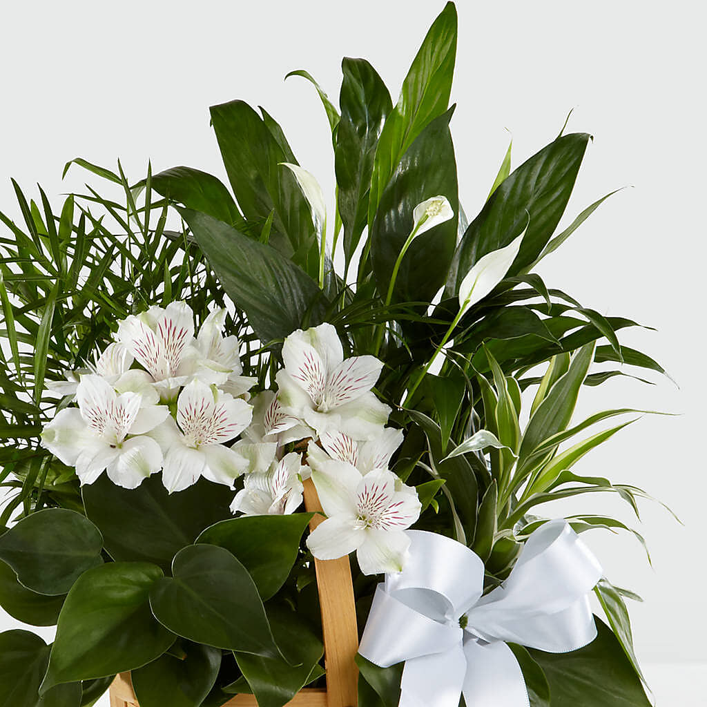 Peace & Serenity Dishgarden – Mulberry Florist And Gift Shop, Elizabethtown KY