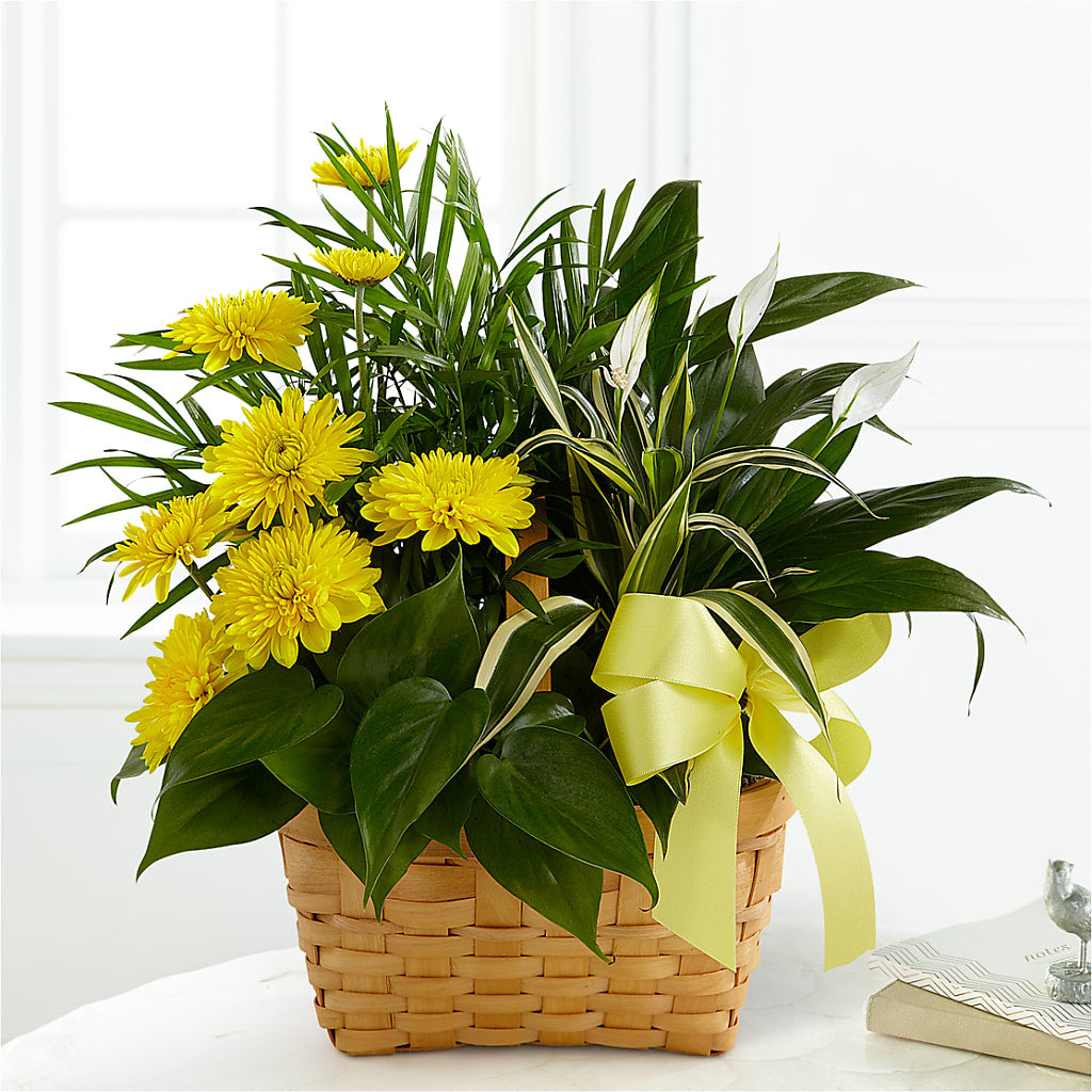 Loving Light Dishgarden – Mulberry Florist And Gift Shop, Elizabethtown KY