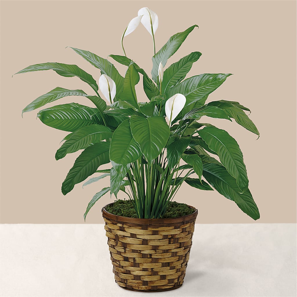 Tranquil Moments Peace Lily Plant – Mulberry Florist And Gift Shop, Elizabethtown KY