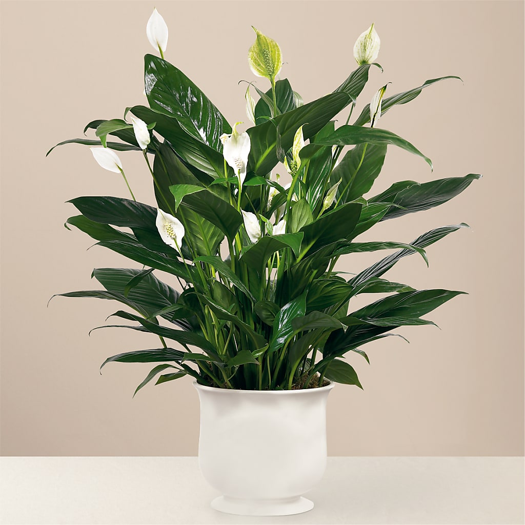 Comfort Planter – Mulberry Florist And Gift Shop, Elizabethtown KY