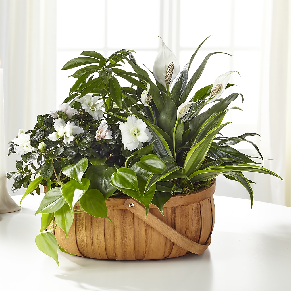 Serene Dishgarden – Mulberry Florist And Gift Shop, Elizabethtown KY