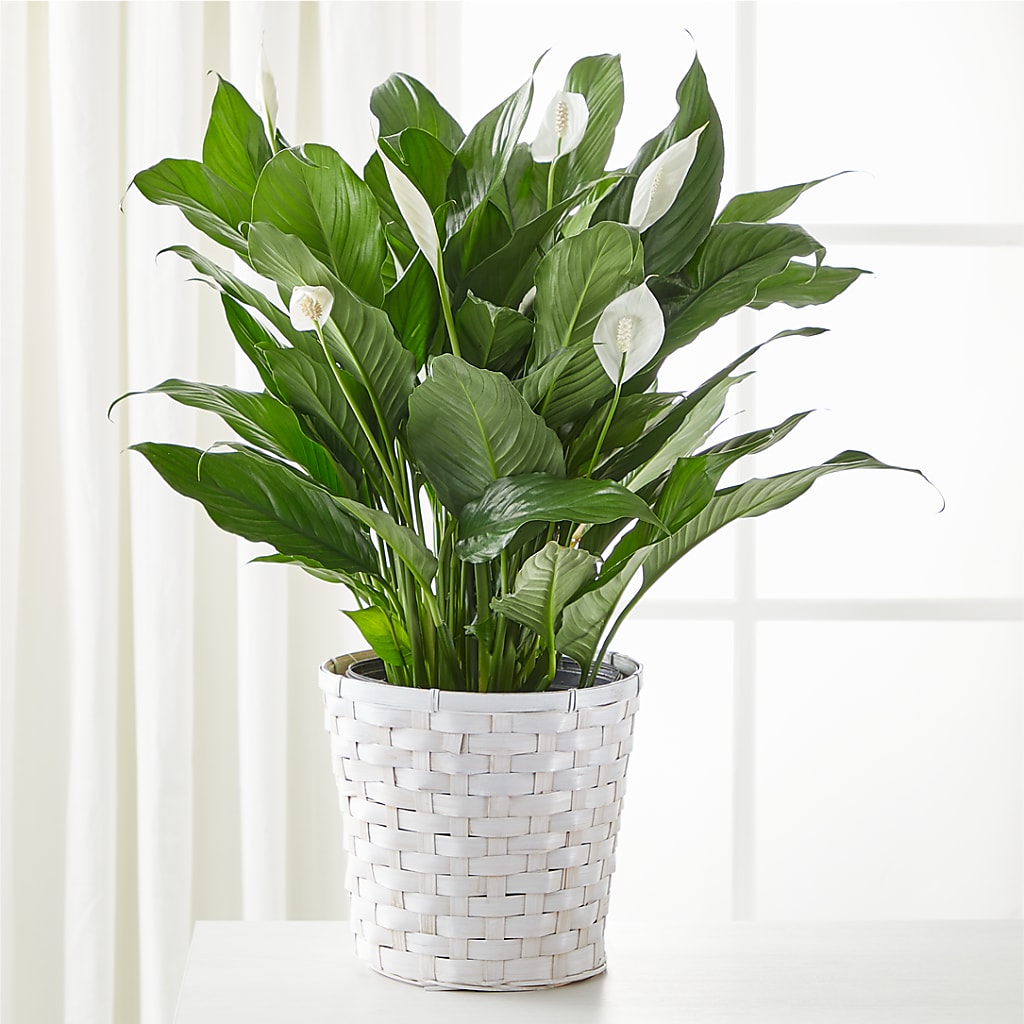 A New Leaf Peace Lily – Mulberry Florist And Gift Shop, Elizabethtown KY