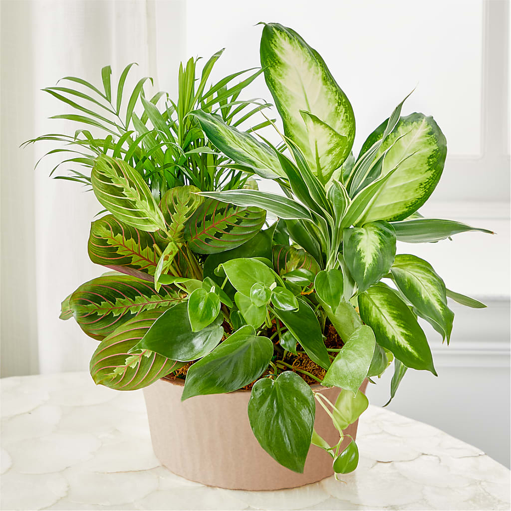Balance & Harmony Dishgarden – Mulberry Florist And Gift Shop, Elizabethtown KY