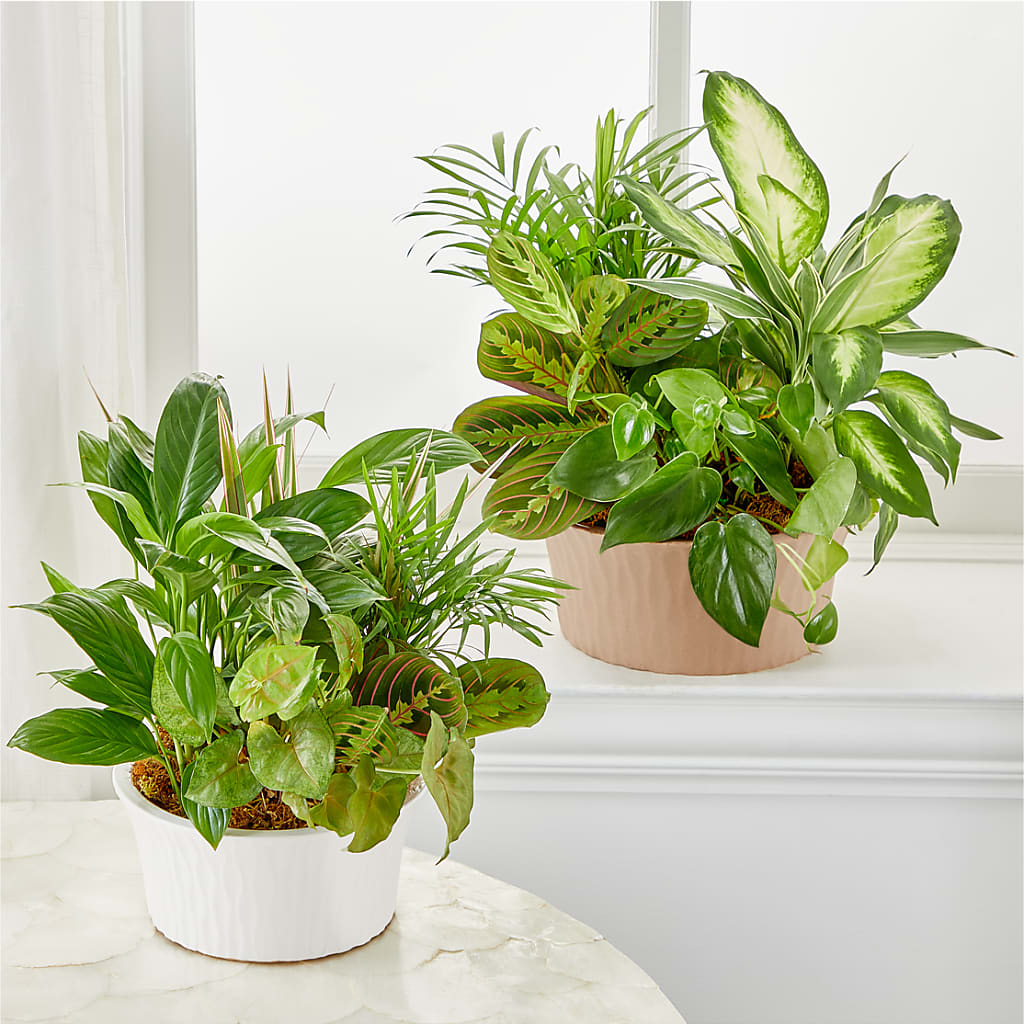 Balance & Harmony Dishgarden – Mulberry Florist And Gift Shop, Elizabethtown KY