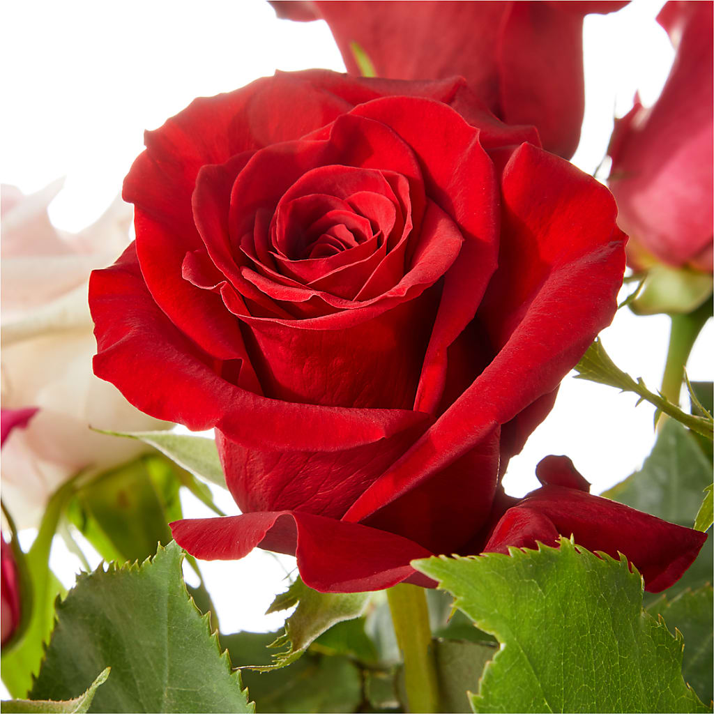Love Notes Rose Bouquet – Mulberry Florist And Gift Shop, Elizabethtown KY