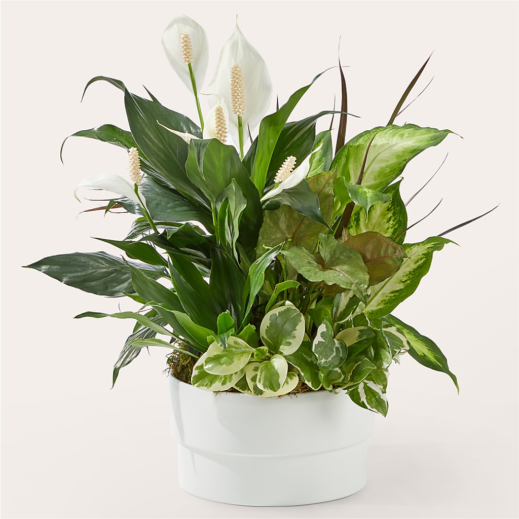 Radiating Positivity Dishgarden – Mulberry Florist And Gift Shop, Elizabethtown KY