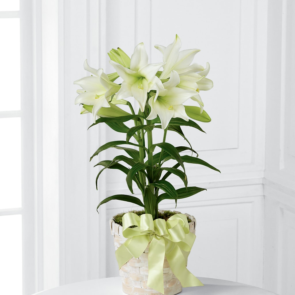 Easter Lily Plant –  Mulberry Florist And Gift Shop, Elizabethtown KY