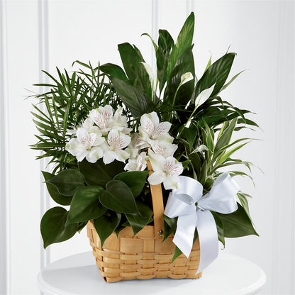 Peace & Serenity Dishgarden –  Mulberry Florist And Gift Shop, Elizabethtown KY