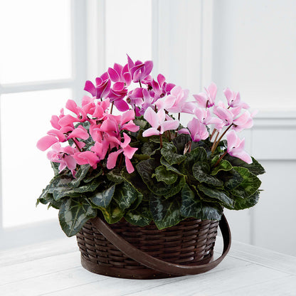 Mixed Cyclamen Planter –  Mulberry Florist And Gift Shop, Elizabethtown KY
