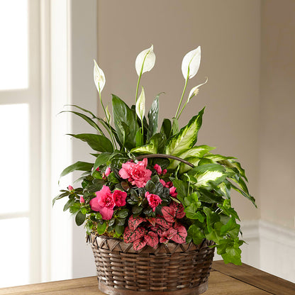 Dream in Pink Dishgarden –  Mulberry Florist And Gift Shop, Elizabethtown KY