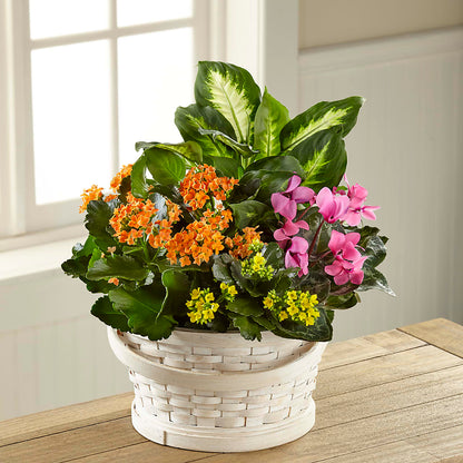 Color Crush Dishgarden –  Mulberry Florist And Gift Shop, Elizabethtown KY