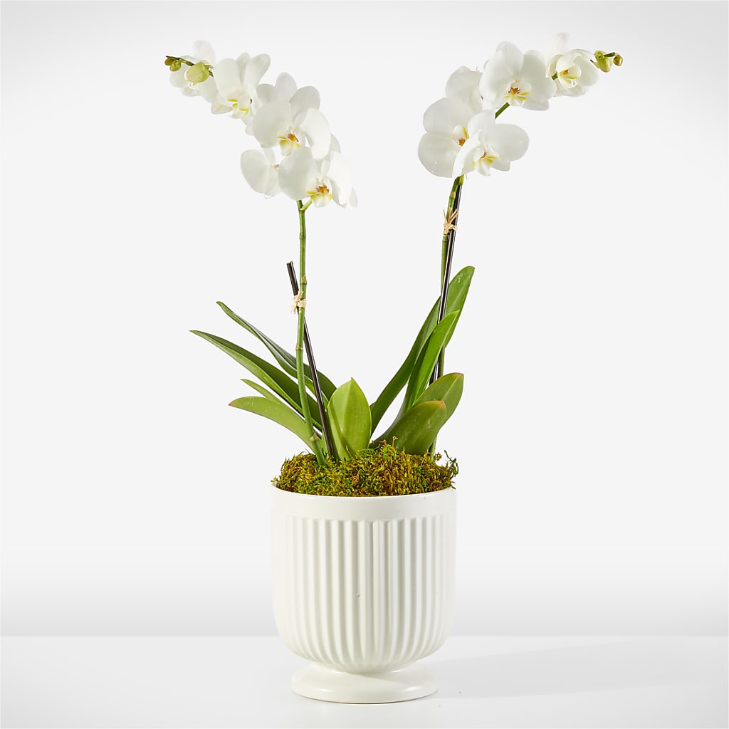 Whispering White Orchid –  Mulberry Florist And Gift Shop, Elizabethtown KY