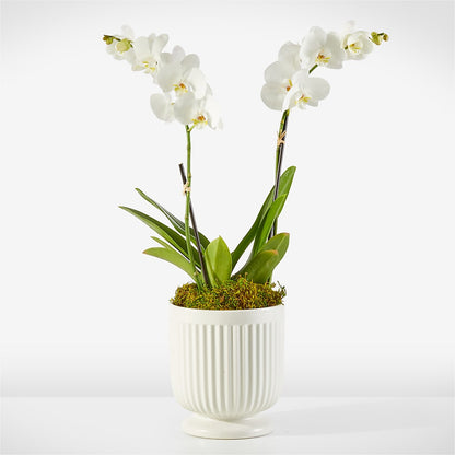 Whispering White Orchid –  Mulberry Florist And Gift Shop, Elizabethtown KY