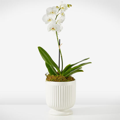 Whispering White Orchid –  Mulberry Florist And Gift Shop, Elizabethtown KY