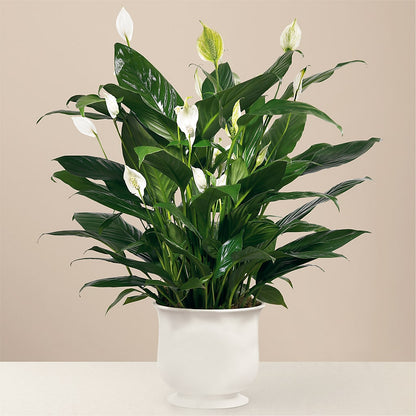 Comfort Planter –  Mulberry Florist And Gift Shop, Elizabethtown KY