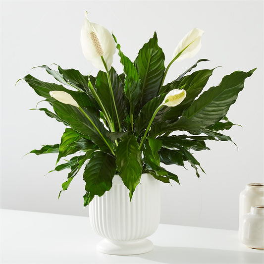 Comfort Planter –  Mulberry Florist And Gift Shop, Elizabethtown KY