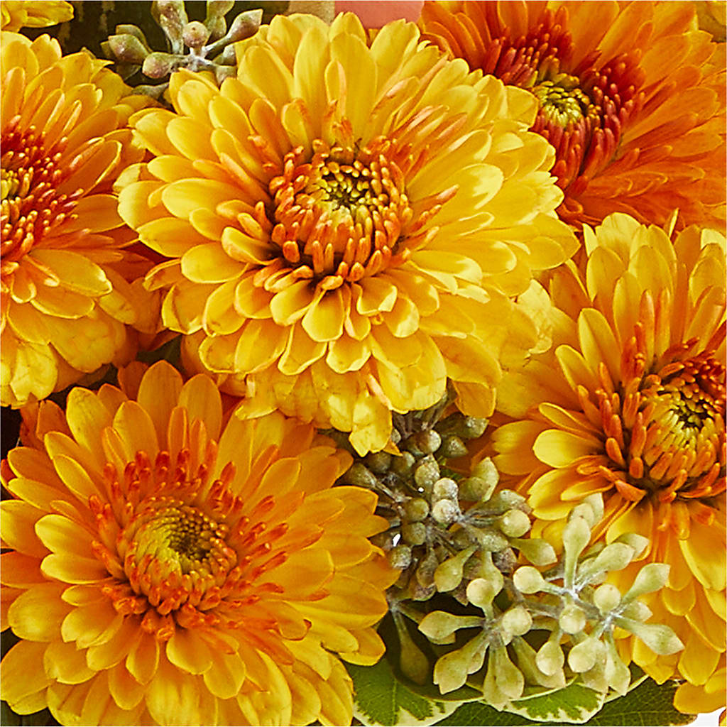 Peachy Pumpkin –  Mulberry Florist And Gift Shop, Elizabethtown KY