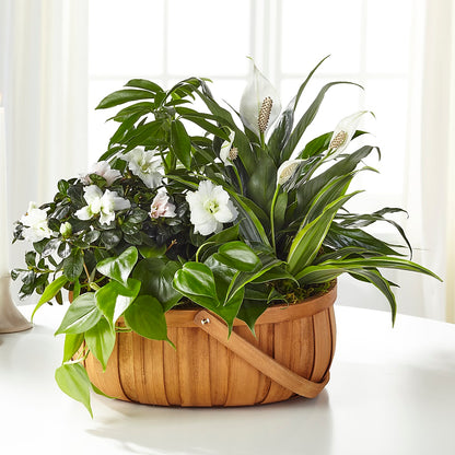 Serene Dishgarden –  Mulberry Florist And Gift Shop, Elizabethtown KY