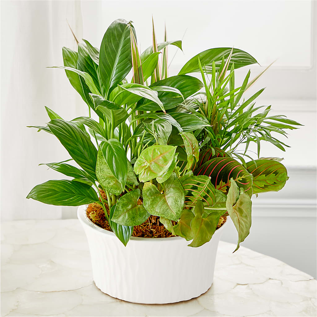 Balance & Harmony Dishgarden –  Mulberry Florist And Gift Shop, Elizabethtown KY