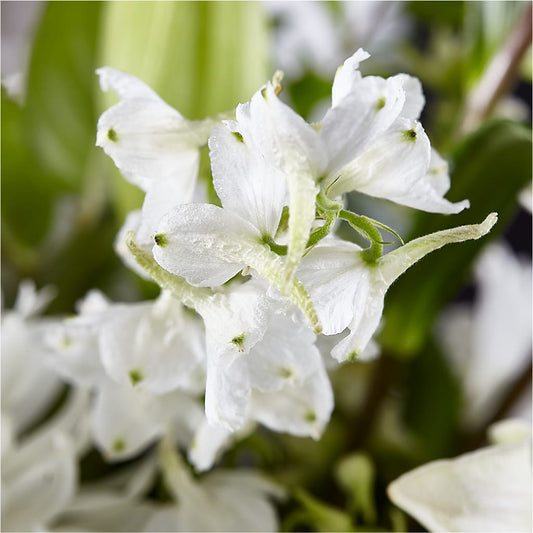 Classic Ivory – A Florist Original –  Mulberry Florist And Gift Shop, Elizabethtown KY