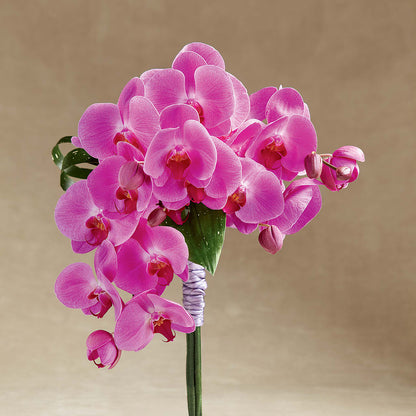 Glorious Bouquet –  Mulberry Florist And Gift Shop, Elizabethtown KY